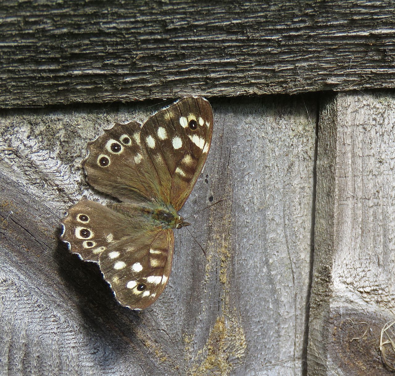  Speckled Wood 